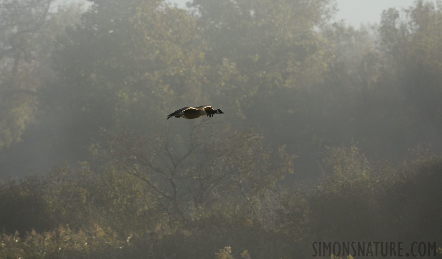 Branta canadensis interior [400 mm, 1/1000 sec at f / 8.0, ISO 500]